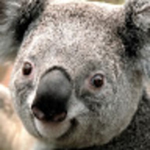 Meet your Posher, Brogan